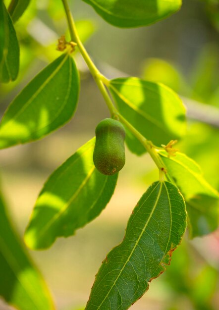 Frutas verdes nacientes Simmondsia chinensis jojoba pilaf inmaduro en un árbol en Grecia