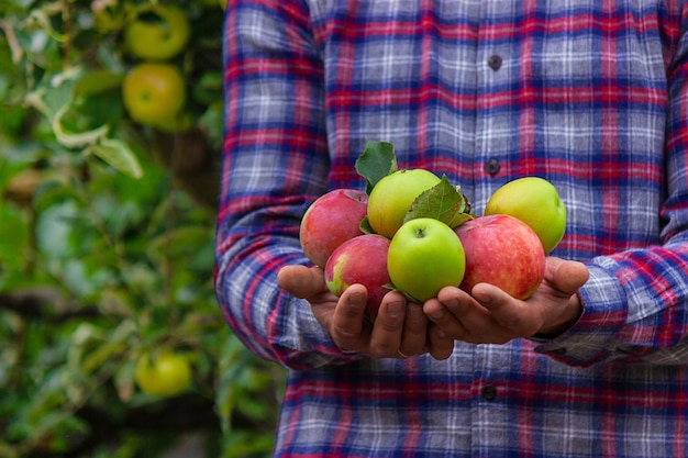 Frutas y verduras orgánicas El agricultor tiene manzanas en sus manos