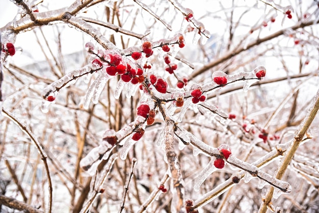 Frutas vermelhas congeladas em um galho no gelo e neve em um dia de inverno