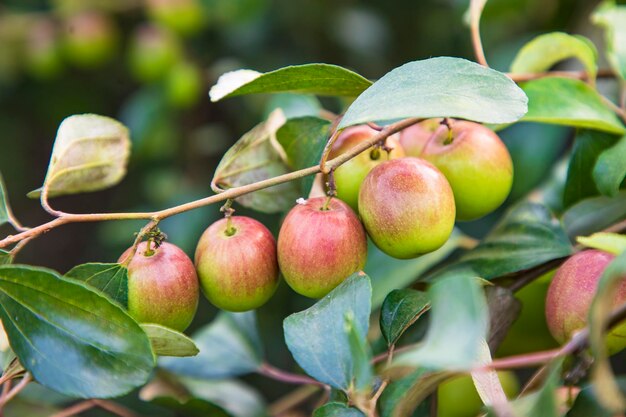 Frutas vermelhas de jujuba ou maçã kul boroi em um galho no jardim Foco seletivo com profundidade de campo rasa