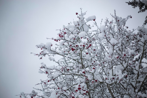 Frutas vermelhas em uma árvore coberta de neve