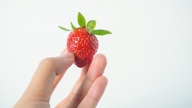 Frutas vermelhas frescas de morango na mão Tire uma foto com um pano de fundo branco