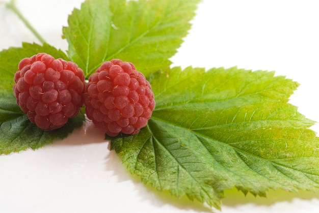 frutas vermelhas plantadas na fazenda sem pesticidas