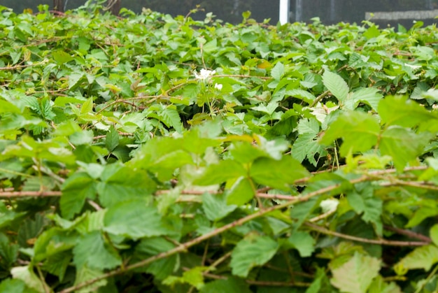 frutas vermelhas plantadas na fazenda sem pesticidas