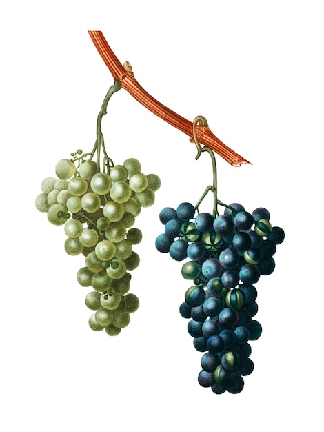 Frutas de la vid transparente png