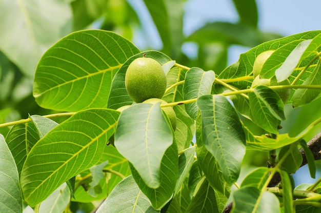 Frutas de yaoung de nogal verde que maduran en el árbol con hojas, fondo agrícola natural