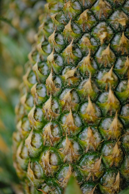 Foto frutería de piña