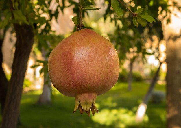 Fruticultura da romã no pomar na Espanha