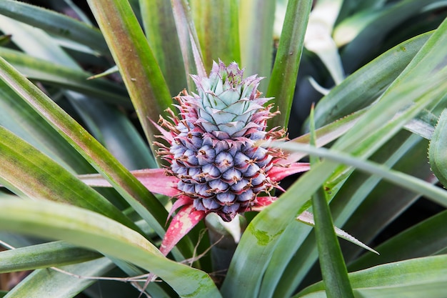 Fruticultura tropical de abacaxi em uma fazenda