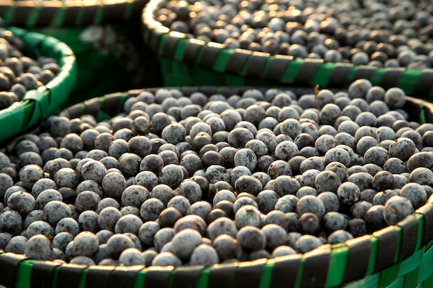 El fruto del acai amazónico. Fruta fresca