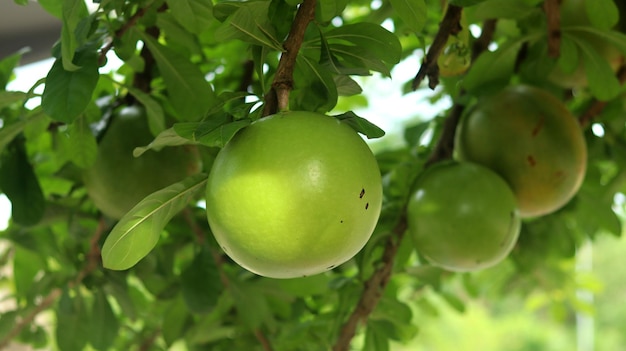 Fruto de aegle marmelos verde en el árbol comúnmente conocido como bael