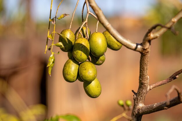 Fruto del árbol Mombins del género Spondias