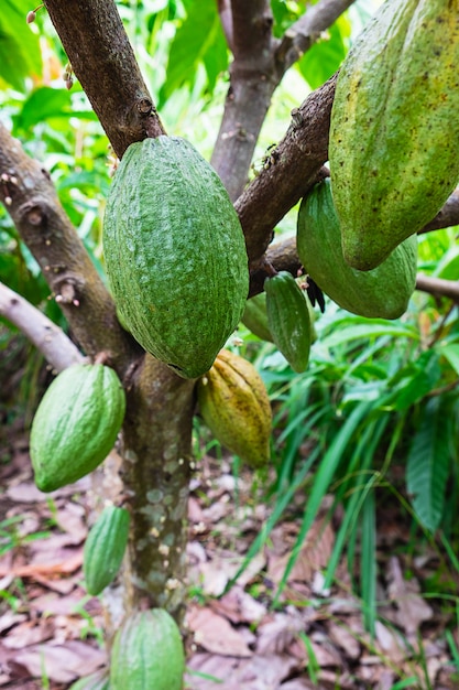 Fruto de cacao crudo fresco del árbol de cacao