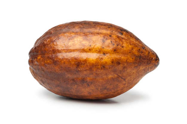 Fruto de cacao fresco único