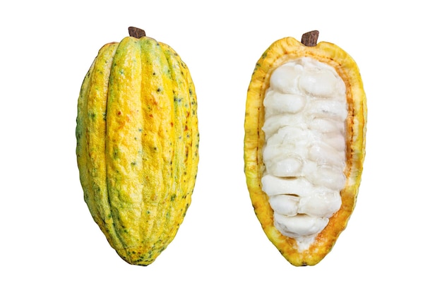 Fruto de cacao maduro aislado sobre fondo blanco.