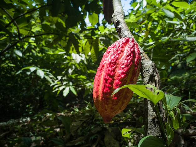 Fruto de cacao rojo en la granja de plantaciones de cacao tropical.