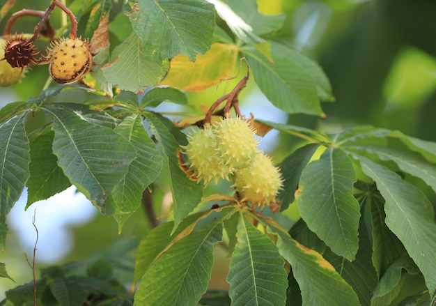 fruto de castaño espinoso en una rama