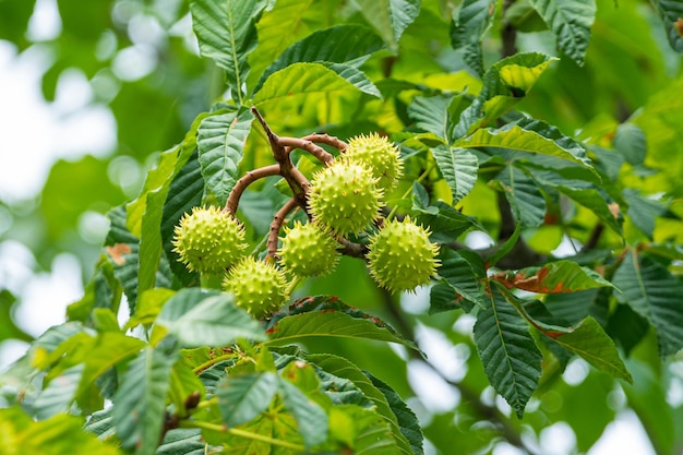 Fruto de castaño salvaje verde en la rama Árbol Castanea a veces llamado HorseChestnut