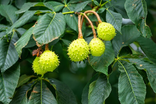 Fruto de castaño salvaje verde en la rama Árbol Castanea a veces llamado HorseChestnut