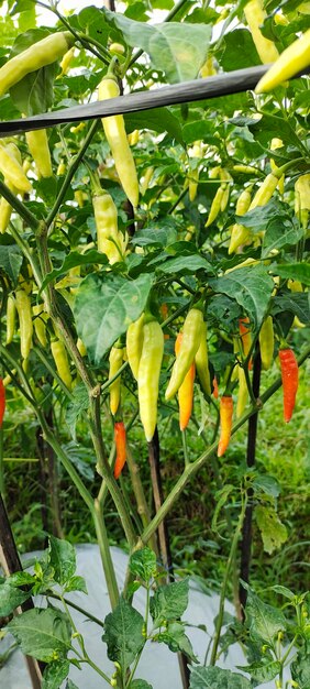 Fruto de chile o capsicum annuum en los campos listo para ser cosechado y vendido en el mercado