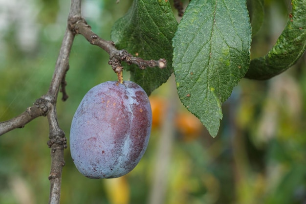 Fruto de ciruela madura en árbol en huerto