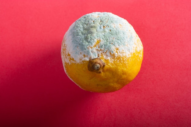 Un fruto cítrico de limón podrido cubierto de hongos Almacenamiento inadecuado de alimentos