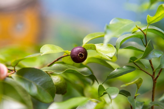 Fruto conhecido como arack em um jardim no rio de janeiro brasil