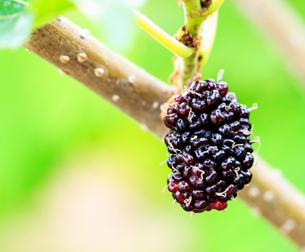 Foto fruto da amoreira preta