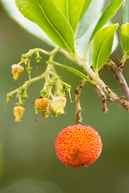 Fruto da árvore de morango