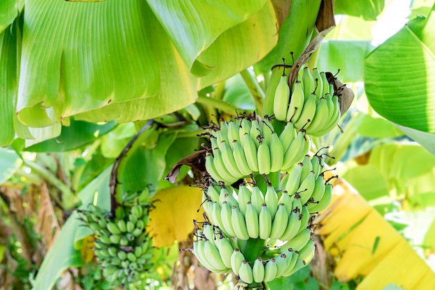 Fruto da banana na árvore e um brilhante verde bonito.