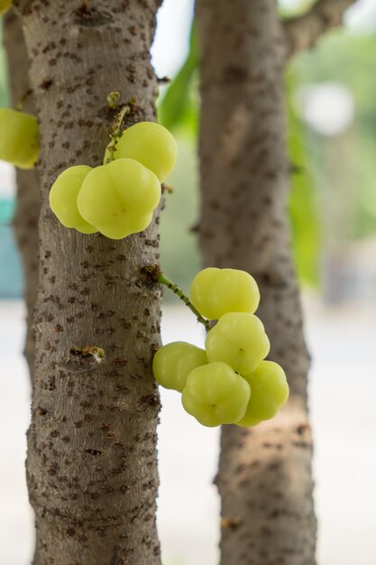 Fruto da groselha estrelada