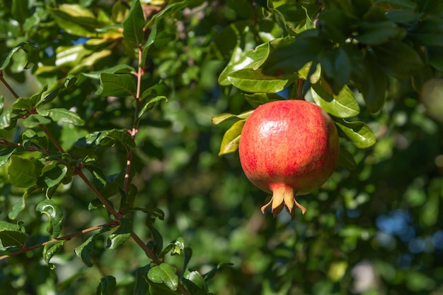 Fruto da romã na árvore pronta para colheita