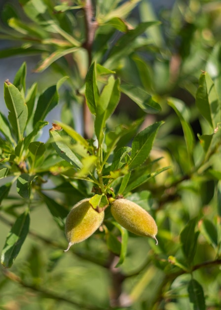 Fruto de amêndoa fechado em um galho de árvore na ilha de Evia, na Grécia