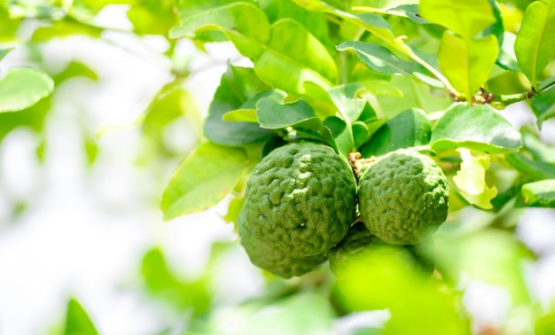 Fruto de bergamota verde fresco pendurado no galho da árvore de bergamote jardim e conceito de alimentos saudáveis grupo de bergamotas plantas medicinais de bergamoti com muitos