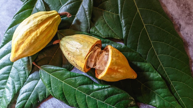 Fruto de cacau orgânico da árvore de cacau