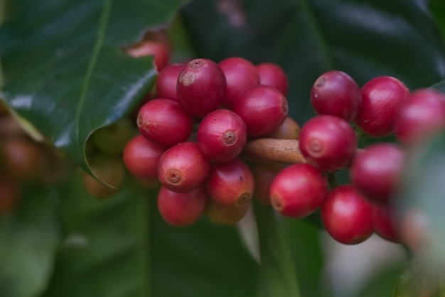 Fruto de café maduro vermelho em um galho com fundo verde bokeh