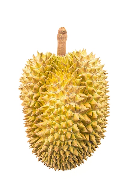 Fruto de durian isolado em fundo branco