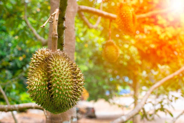 Fruto de durian na árvore durian no pomar de durian orgânico.