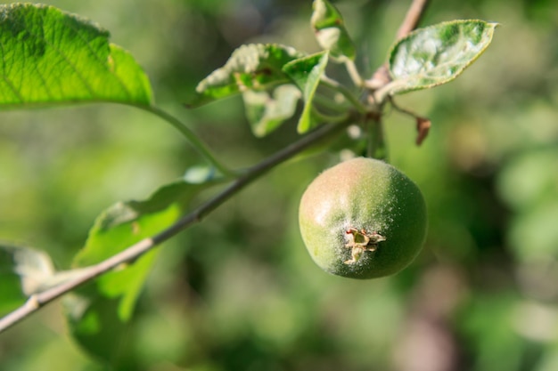 Fruto de maçã imatura com folhas afetadas por doenças fúngicas Fruticultura no jardim