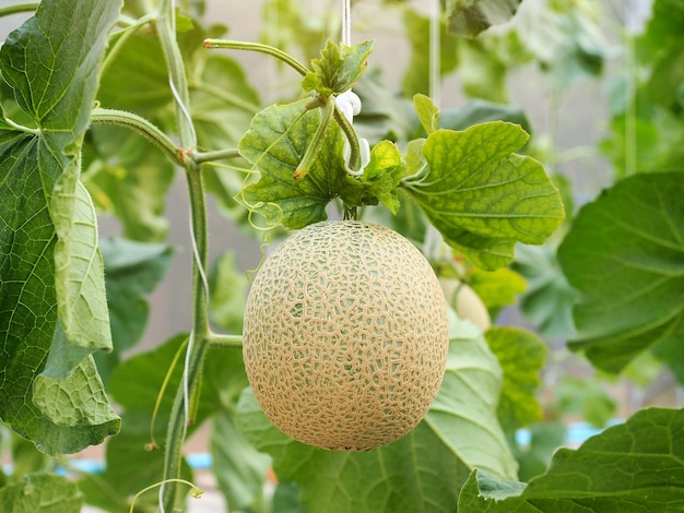 Fruto de melão verde pendurado na árvore na fazenda de estufa orgânica