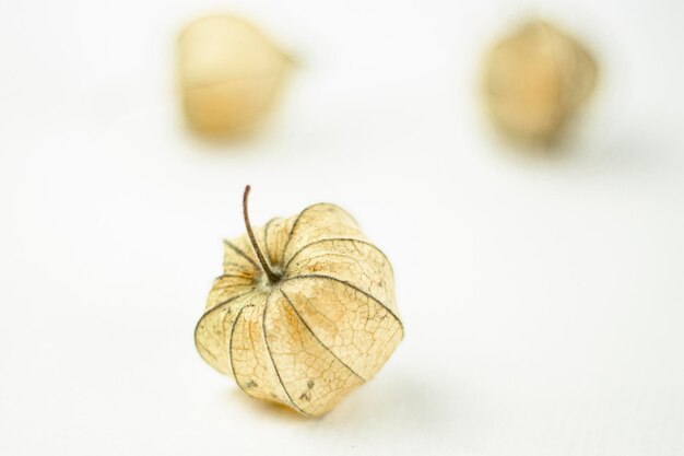 Foto fruto de physalis protegido por um cálice de planta em fundo branco