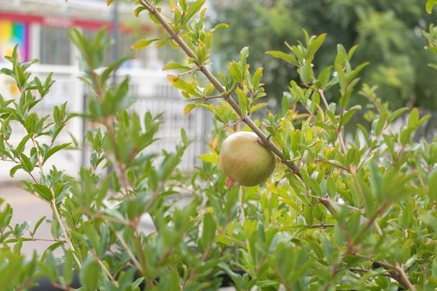 Fruto de romã na árvore no jardim de verão