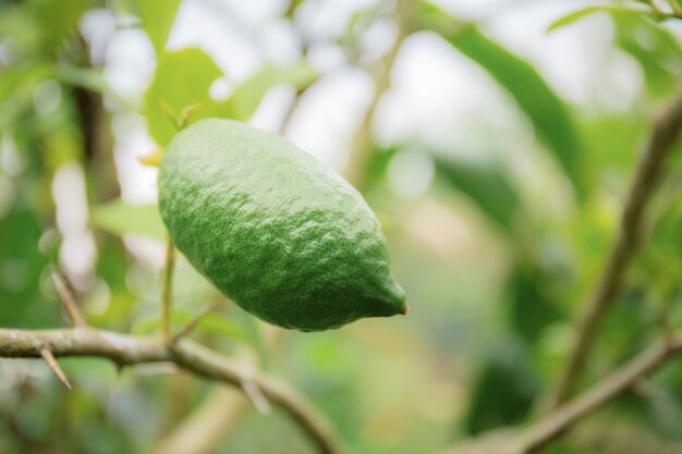 Fruto de selvagem à luz do sol.