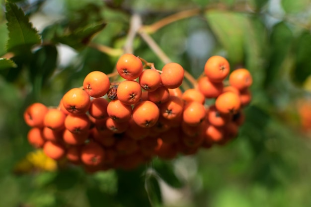 Foto fruto de viburnum vermelho em close-up