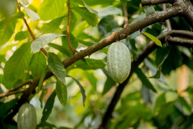 Fruto do cacau na árvore