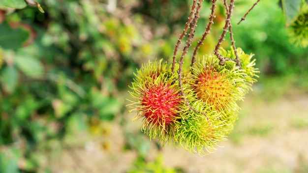 Fruto do rambutan em um pomar.