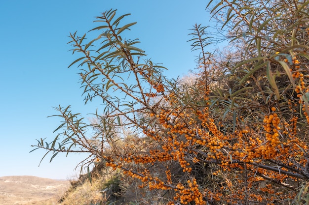 Fruto de espino amarillo en la rama