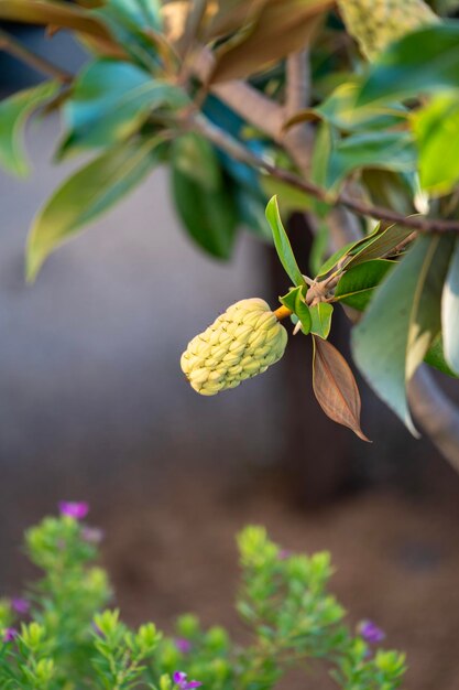 Foto fruto exótico verde de un árbol de jardín