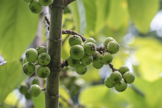 El fruto de Ficus Racemos. El nombre común de la higuera, la higuera en racimo, la higuera india o la higuera gular.