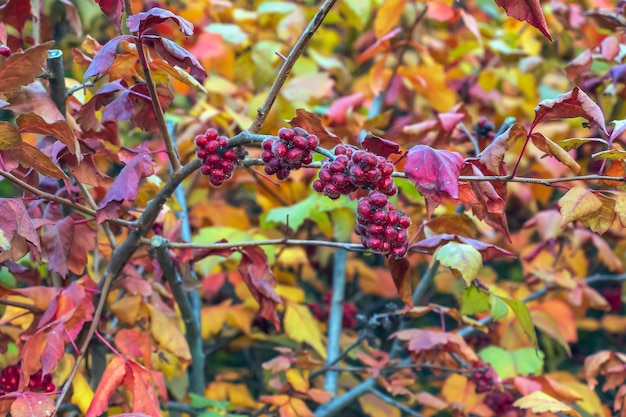 El fruto del Fragrant Sumac alson conocido como Rhus trilobata El fruto es comestible y sabroso